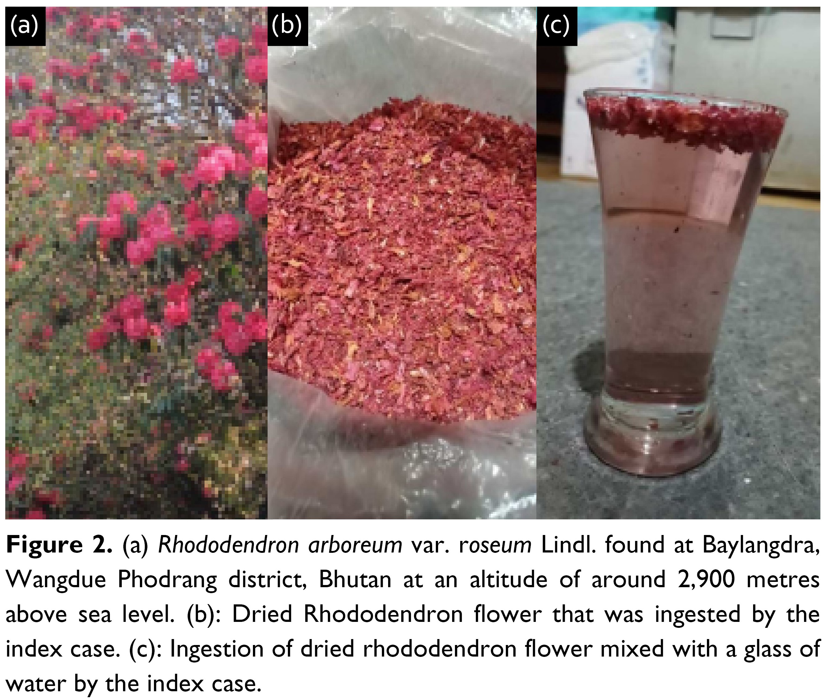 View of Cardiovascular effects of poisoning following ingestion of dried  Rhododendron flower in a middle-aged woman: a case report | Bhutan Sorig  Journal